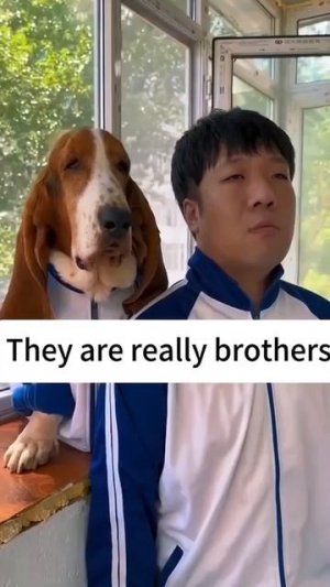 Доказательство того, что собаки очень похожи на своих хозяев.