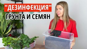 Почему я НЕ ОБРАБАТЫВАЮ грунт и семена перед посевом на рассаду