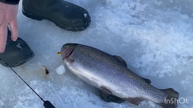 Ловим форельку на запуске смотреть онлайн