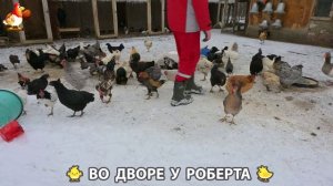 Содержание кур в домашних условиях и других птиц во дворе у Роберта 🐣🐤🦆🐔🪿🦃 (427)