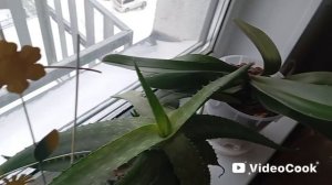 Жарю котлеты, готовлю. Мои поздравления мужчинам с 23-м февраля!