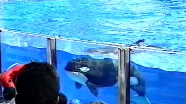 Поездка во США, штат Флорида. 1994 год. Часть вторая:  Орландо. Морской парк