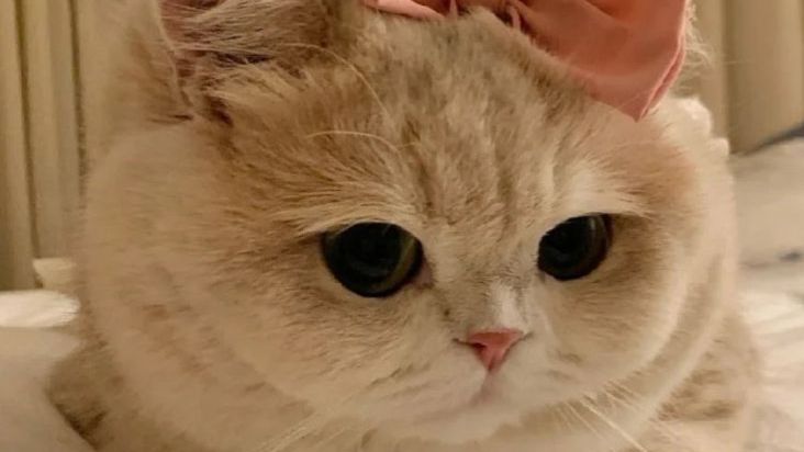 Тапаю Bongo Cat смотреть онлайн