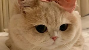 Тапаю Bongo Cat