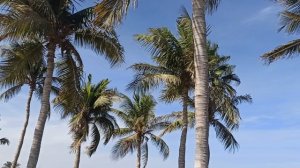 Пальмы тут шикарные!