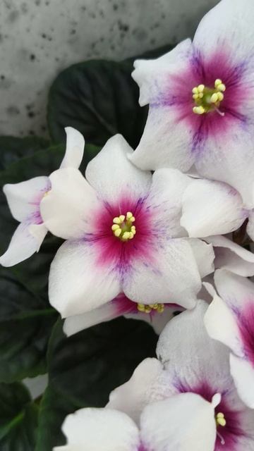 Фиалка Dn-Bora-Bora