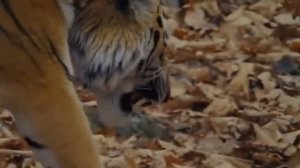 Дикая природа России.Часть 10👍