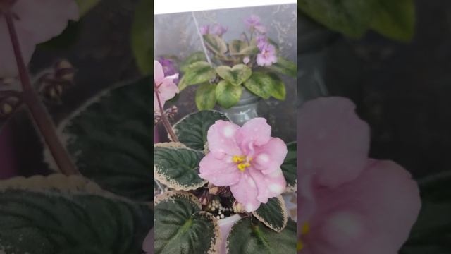 Фиалки радуют .Очередной обзорчик для Вас 💖. смотреть онлайн