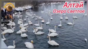 Лебединое озеро  Светлое, пос. Урожайный, Алтайский край