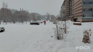 Молоко любят... Снег. Биробиджан. 2026г