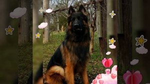 супер пёсики