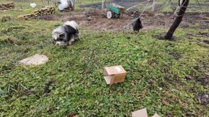 22,23 февраля 2026г. Опять ветер.Опять цветы)