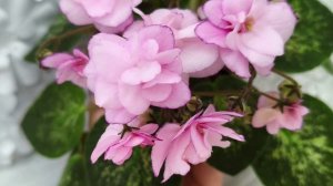 Фиалка Lilian Sparkler