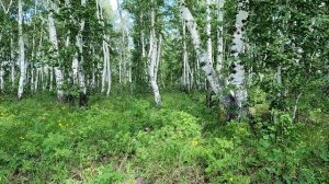 Опушка. Березовый Лес.