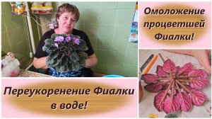 Омоложение процветшей Фиалки! Переукоренение Фиалки в воде!