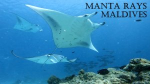Дайвинг на Мальдивах с мантами, остров Расду - Maldives diving manta rays, Rasdhoo island