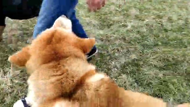 Дрессировка собак. Беседы с зоопсихологом.