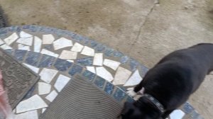 Угостили соседи мясом для собак