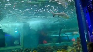 Любуемся рыбками