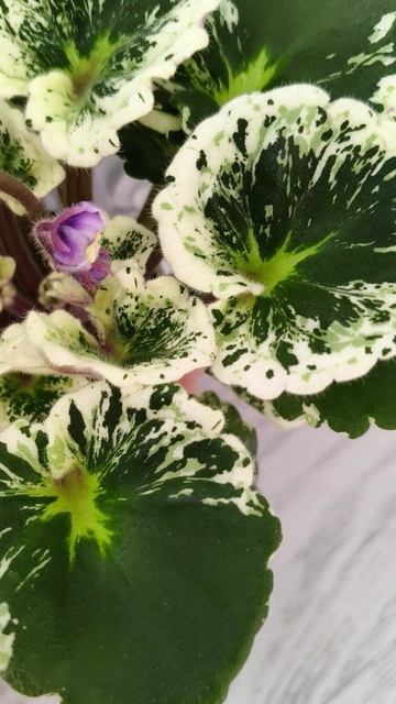 Фиалка Р-Дурман