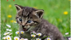 я выбираю фон.....