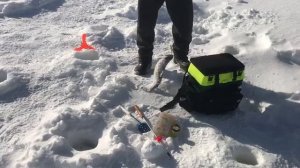 поимка форели на ратлин