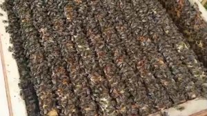 Добрался и до второго зимовника! Также понижаем температуру.