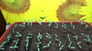 ПОСЕВЫ 2025- 38. Первый полив рассады томатов. Поливаю под корень, обильно, но осторожно.