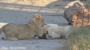 НАСТОЯЩИЕ львята! Часто пишут, что это ИИ! Как ХОРОШО, что мы можем ВИДЕТЬ их вживую и показать вам!