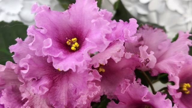 Фиалка НК-Фанфан Тюльпан