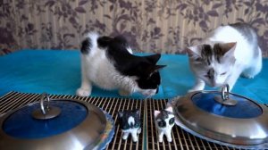 🍔 Настоящая еда VS сквиши! Кто победит?