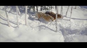 Тигры и дроны _ Зима