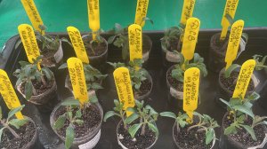 Первая подкормка Томатным Гномам.