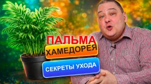 Пальма Хамедорея. Уход в домашних условиях