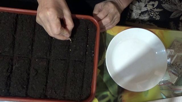 ПОСЕВЫ 2026-29. Первый посев томатов очень подробно. смотреть онлайн