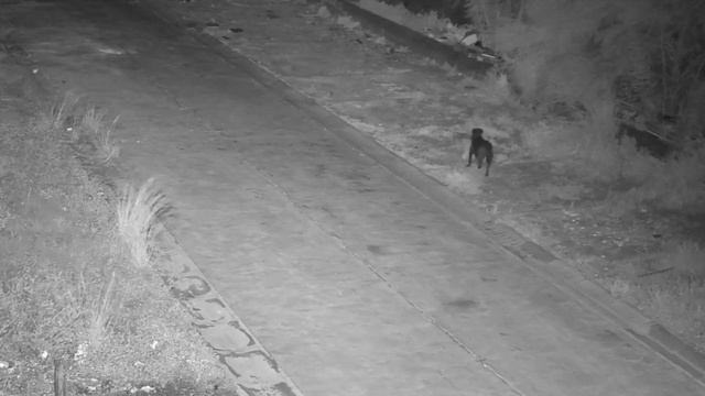 Хозяин научил собаку выбрасывать мусор в неположенном месте, чтобы самому избежать штрафов