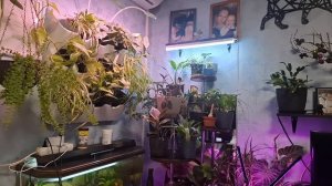 рубрика "в гостях". цветочные лайфхаки, берём на заметку. видео от 12.12.2026г.