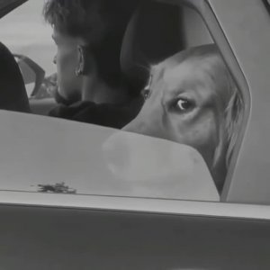 У СОБАКИ ВЗГЛЯД УМНЕЕ, ЧЕМ У ЧЕЛОВЕКА