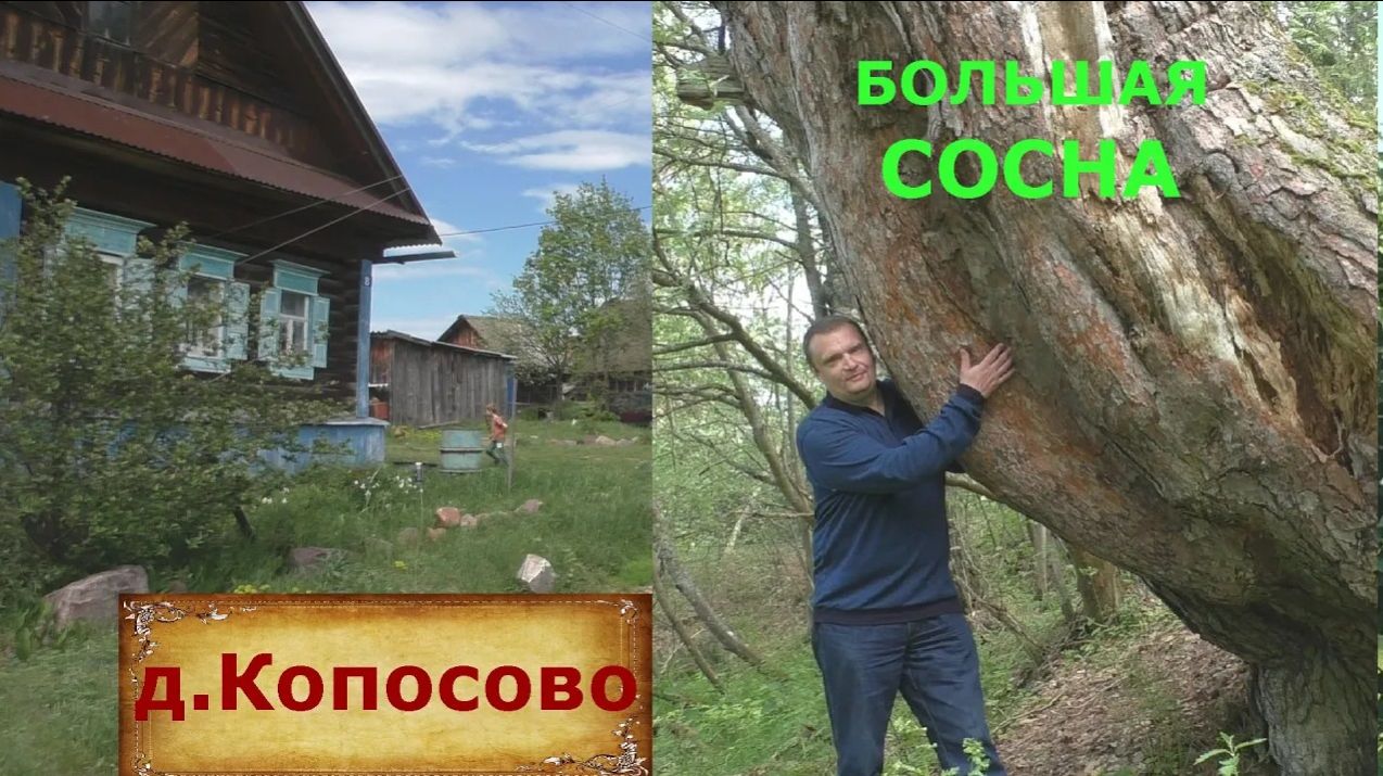 Деревня из которой не хочется уезжать. Гигантское дерево. Продают дом в деревне за миллион рублей смотреть онлайн