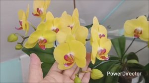 Новые роспуски орхидей в феврале 2026 г.