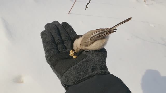 Интеллектуальная кормушка для синиц с защитой от голубей! Новейшая разработка! Подробно в описании. смотреть онлайн