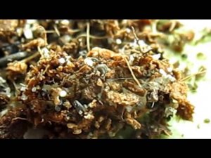 Личинка харпегнатосов   плетение кокона