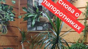 мои папоротники || обзор новых и старых папоротников в моей коллекции