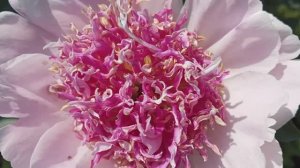 Мои пионы на продажу. За ценой и условиями в комментариях