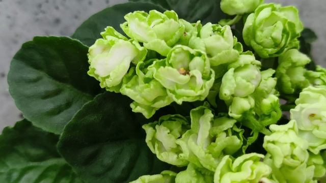 Фиалка Hunter's Cabbage Goddess