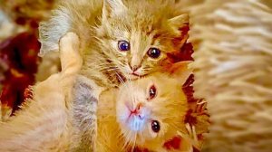 Посмотрите КАК СДРУЖИЛИСЬ все котята и тут пришла кошка МонаЛиза, примит ли она новых малышей?