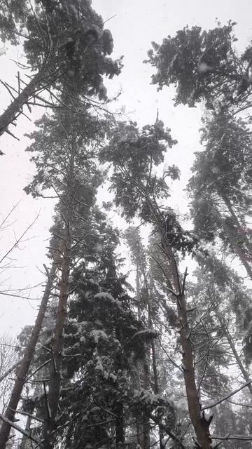 Снегопад. Сосны. Зимний лес. смотреть онлайн