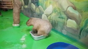 Капибара не хочет сидеть в большом тазу, ей больше нравится маленький 16.02.2026