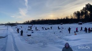 Ежедневный запуск форели