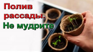 Полив рассады. Не мудрите.